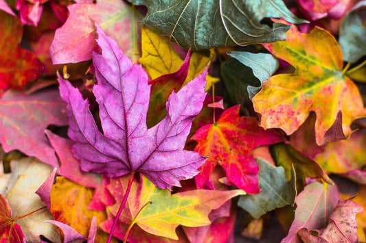 Lets Look at Popular Autumn Melt Fragrances from Around the World